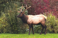 Bull Elk